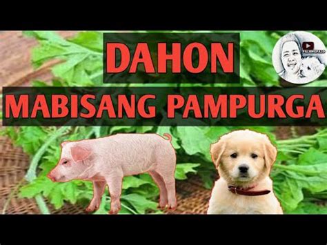 PINAKAMABISANG PAMPURGA SA .
